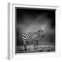 Black and White Image of A Zebra-byrdyak-Framed Photographic Print