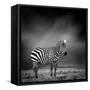 Black and White Image of A Zebra-byrdyak-Framed Stretched Canvas