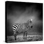 Black and White Image of A Zebra-byrdyak-Stretched Canvas