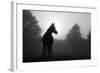 Black And White Image Of An Arabian Horse In For At Sunrise, Silhouetted Against Sun-Sari ONeal-Framed Art Print