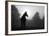 Black And White Image Of An Arabian Horse In For At Sunrise, Silhouetted Against Sun-Sari ONeal-Framed Art Print