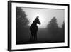 Black And White Image Of An Arabian Horse In For At Sunrise, Silhouetted Against Sun-Sari ONeal-Framed Art Print