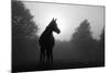 Black And White Image Of An Arabian Horse In For At Sunrise, Silhouetted Against Sun-Sari ONeal-Mounted Art Print