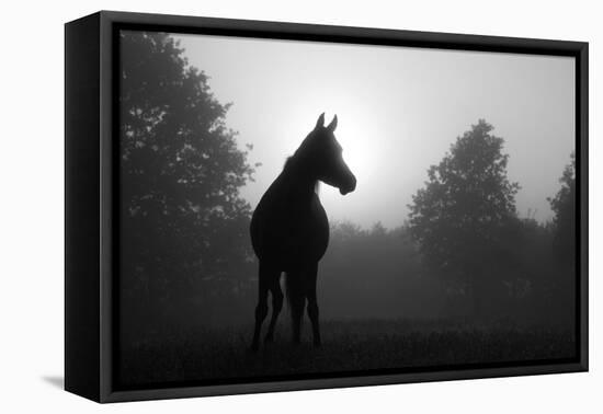 Black And White Image Of An Arabian Horse In For At Sunrise, Silhouetted Against Sun-Sari ONeal-Framed Stretched Canvas