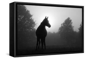Black And White Image Of An Arabian Horse In For At Sunrise, Silhouetted Against Sun-Sari ONeal-Framed Stretched Canvas