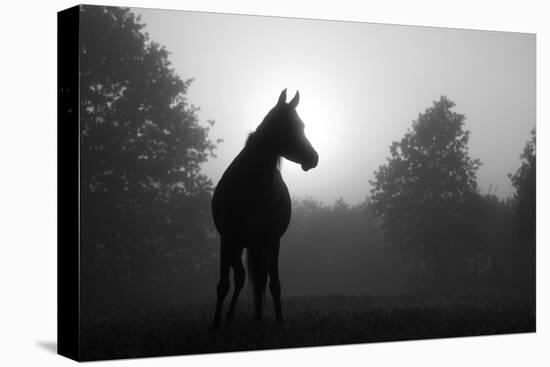 Black And White Image Of An Arabian Horse In For At Sunrise, Silhouetted Against Sun-Sari ONeal-Stretched Canvas