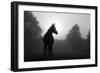 Black And White Image Of An Arabian Horse In For At Sunrise, Silhouetted Against Sun-Sari ONeal-Framed Premium Giclee Print