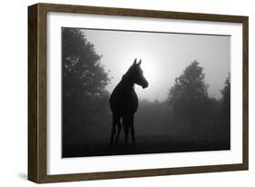 Black And White Image Of An Arabian Horse In For At Sunrise, Silhouetted Against Sun-Sari ONeal-Framed Art Print