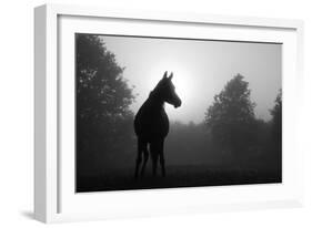Black And White Image Of An Arabian Horse In For At Sunrise, Silhouetted Against Sun-Sari ONeal-Framed Art Print