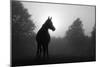 Black And White Image Of An Arabian Horse In For At Sunrise, Silhouetted Against Sun-Sari ONeal-Mounted Art Print