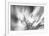 Black and white image of English oak tree with long exposure of wind blown clouds, Wales-Phil Savoie-Framed Photographic Print