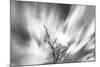 Black and white image of English oak tree with long exposure of wind blown clouds, Wales-Phil Savoie-Mounted Photographic Print