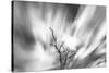 Black and white image of English oak tree with long exposure of wind blown clouds, Wales-Phil Savoie-Stretched Canvas