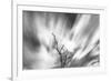 Black and white image of English oak tree with long exposure of wind blown clouds, Wales-Phil Savoie-Framed Photographic Print