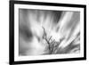 Black and white image of English oak tree with long exposure of wind blown clouds, Wales-Phil Savoie-Framed Photographic Print