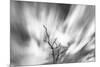 Black and white image of English oak tree with long exposure of wind blown clouds, Wales-Phil Savoie-Mounted Photographic Print