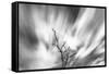 Black and white image of English oak tree with long exposure of wind blown clouds, Wales-Phil Savoie-Framed Stretched Canvas