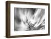 Black and white image of English oak tree with long exposure of wind blown clouds, Wales-Phil Savoie-Framed Photographic Print