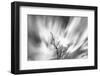 Black and white image of English oak tree with long exposure of wind blown clouds, Wales-Phil Savoie-Framed Photographic Print