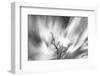 Black and white image of English oak tree with long exposure of wind blown clouds, Wales-Phil Savoie-Framed Photographic Print