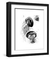 Black and White Jellyfish-Jessica Durrant-Framed Art Print