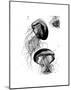 Black and White Jellyfish-Jessica Durrant-Mounted Art Print