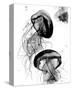 Black and White Jellyfish-Jessica Durrant-Stretched Canvas