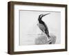 Black and White Kingfisher-Thomas Bewick-Framed Giclee Print