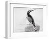 Black and White Kingfisher-Thomas Bewick-Framed Giclee Print
