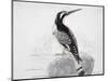 Black and White Kingfisher-Thomas Bewick-Mounted Giclee Print