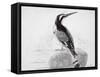 Black and White Kingfisher-Thomas Bewick-Framed Stretched Canvas