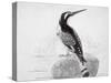 Black and White Kingfisher-Thomas Bewick-Stretched Canvas