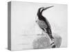 Black and White Kingfisher-Thomas Bewick-Stretched Canvas