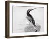 Black and White Kingfisher-Thomas Bewick-Framed Giclee Print