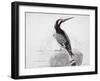 Black and White Kingfisher-Thomas Bewick-Framed Giclee Print