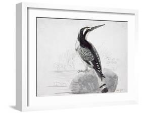 Black and White Kingfisher-Thomas Bewick-Framed Giclee Print