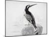 Black and White Kingfisher-Thomas Bewick-Mounted Giclee Print