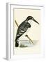 Black and White Kingfisher-English-Framed Giclee Print