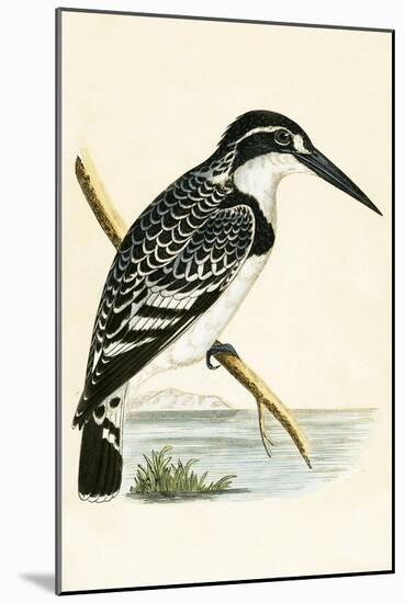 Black and White Kingfisher-English-Mounted Giclee Print