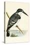 Black and White Kingfisher-English-Stretched Canvas