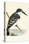 Black and White Kingfisher-English-Stretched Canvas