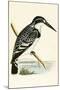 Black and White Kingfisher-English-Mounted Giclee Print