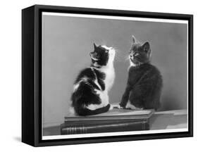 Black and White Kitten and a Grey and White Kitten Sit Atop Some Books-null-Framed Stretched Canvas