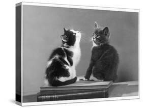 Black and White Kitten and a Grey and White Kitten Sit Atop Some Books-null-Stretched Canvas