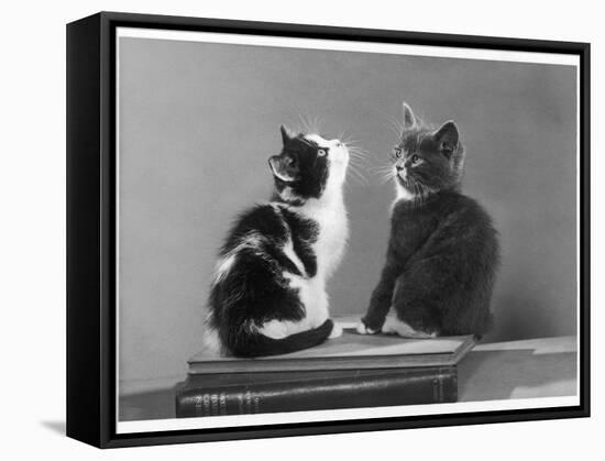 Black and White Kitten and a Grey and White Kitten Sit Atop Some Books-null-Framed Stretched Canvas