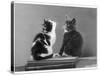 Black and White Kitten and a Grey and White Kitten Sit Atop Some Books-null-Stretched Canvas