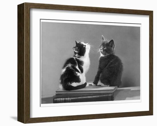 Black and White Kitten and a Grey and White Kitten Sit Atop Some Books-null-Framed Photographic Print