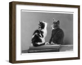 Black and White Kitten and a Grey and White Kitten Sit Atop Some Books-null-Framed Photographic Print