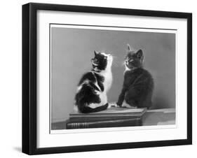 Black and White Kitten and a Grey and White Kitten Sit Atop Some Books-null-Framed Photographic Print