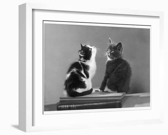 Black and White Kitten and a Grey and White Kitten Sit Atop Some Books-null-Framed Photographic Print